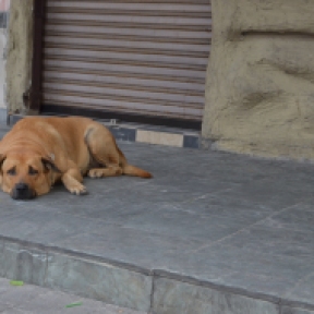 We meet laid back animals on the streets, bored out from the heat.